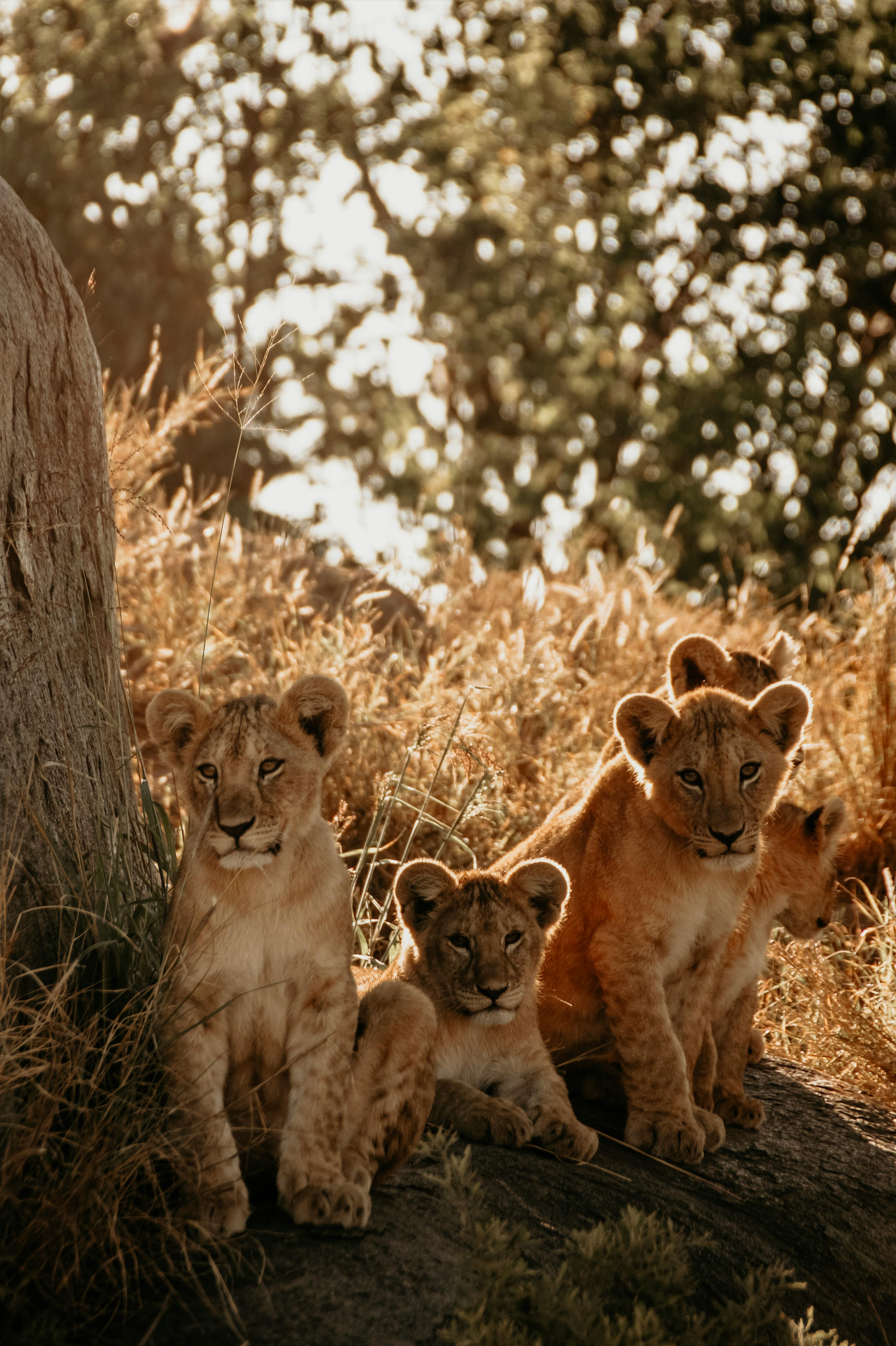Lion Cubs