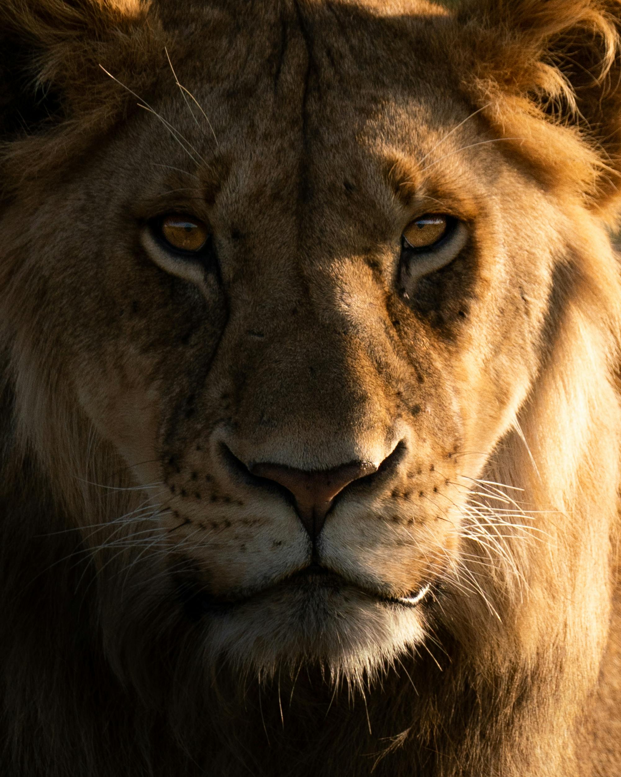 Click Savannah - Premier Digital Marketing Agency in Nairobi, Kenya